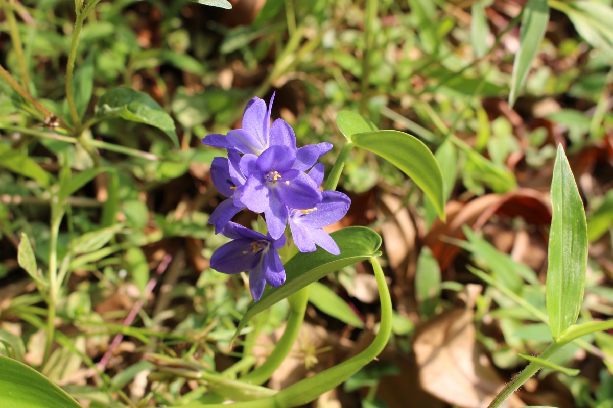 Pontederia vaginalis Burm.f.